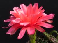 Thumbnail of 1727_Echinopsis Hybride spec._20120523_01(1).jpg